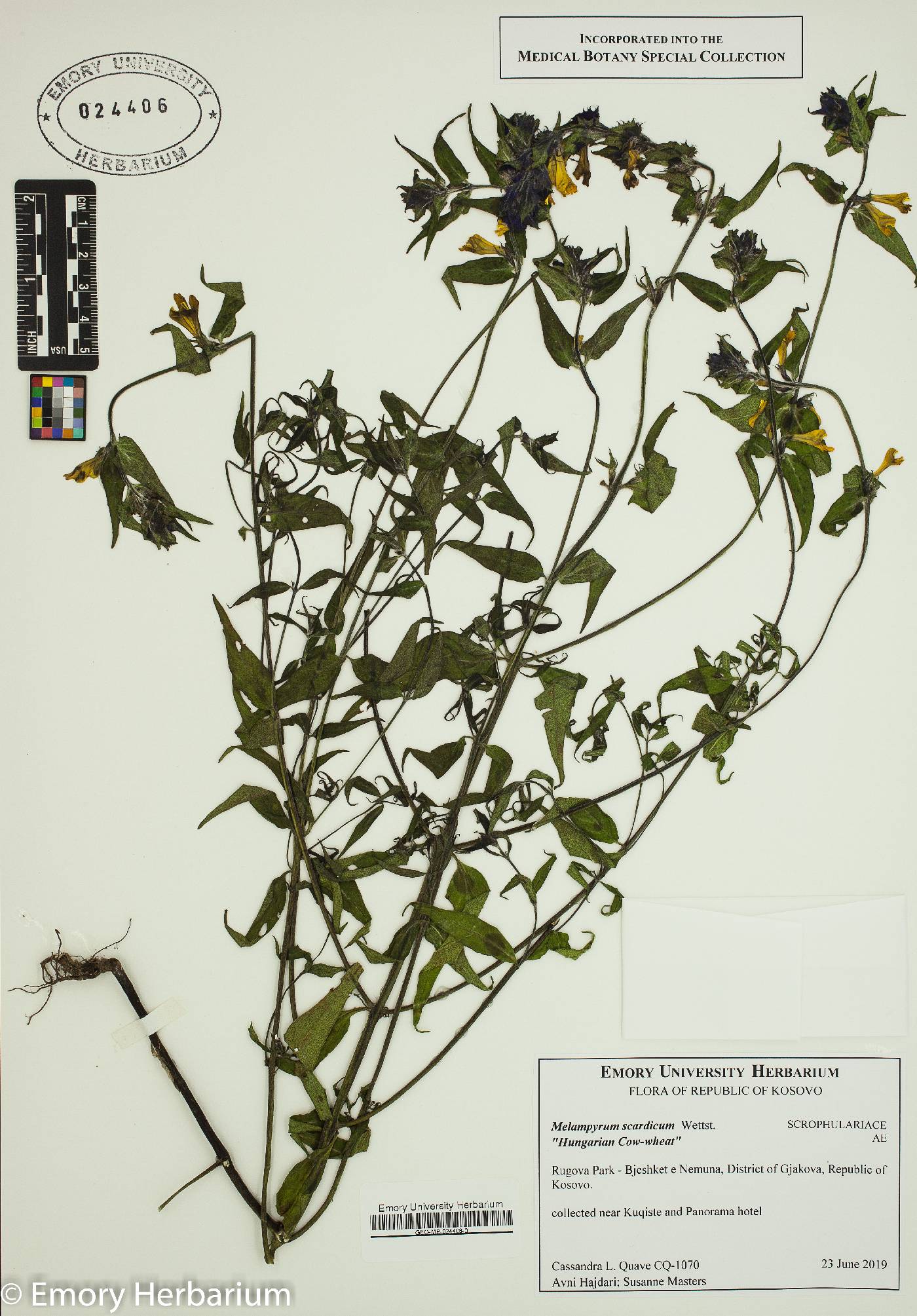 Melampyrum scardicum image