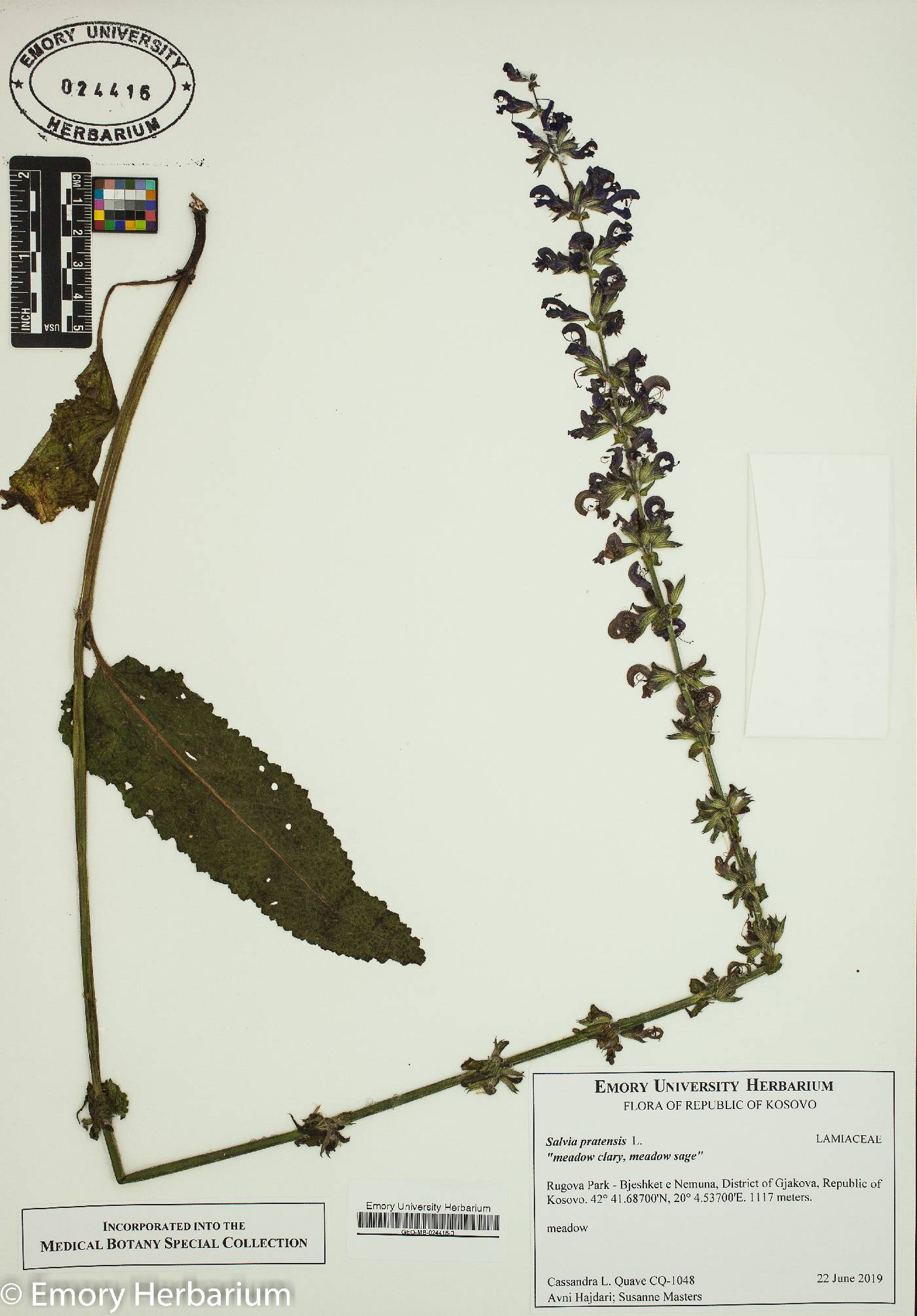 Salvia pratensis image