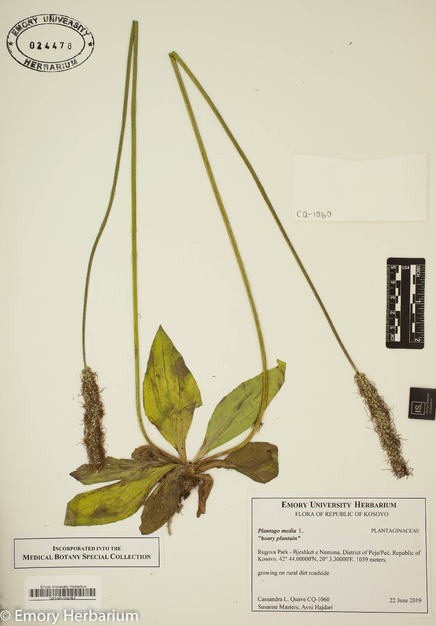 Plantago media image