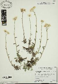 Achillea ageratifolia image