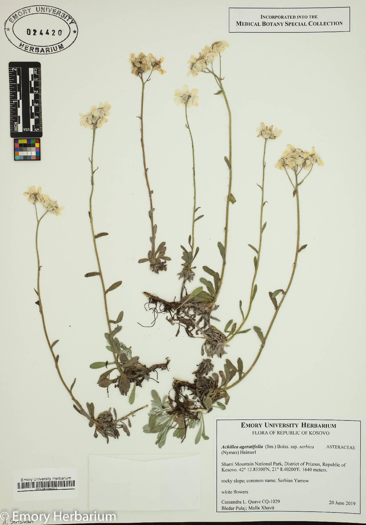 Achillea ageratifolia subsp. serbica image