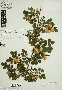 Rosa canina image