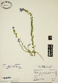 Polygala comosa image