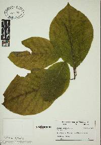 Magnolia acuminata image