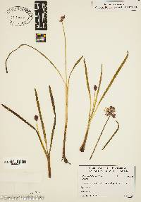 Allium griffithianum image