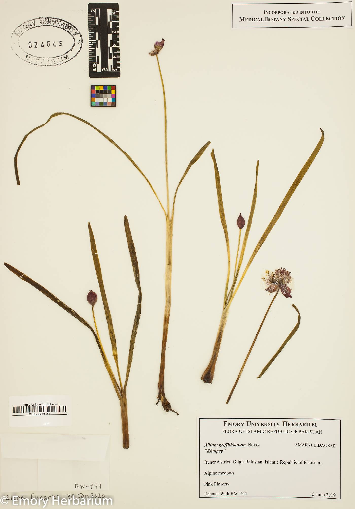 Allium griffithianum image