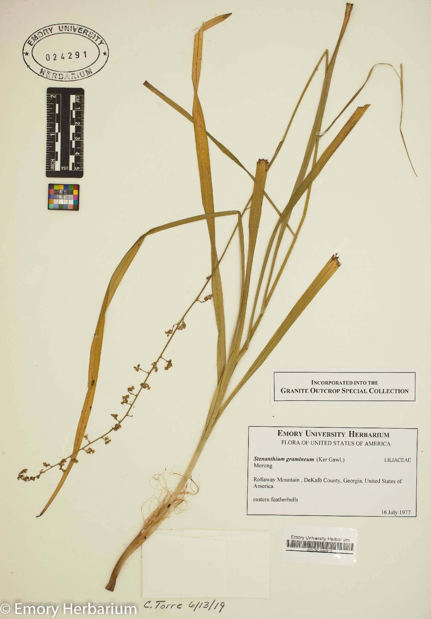 Stenanthium gramineum image