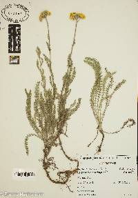 Achillea coarctata image