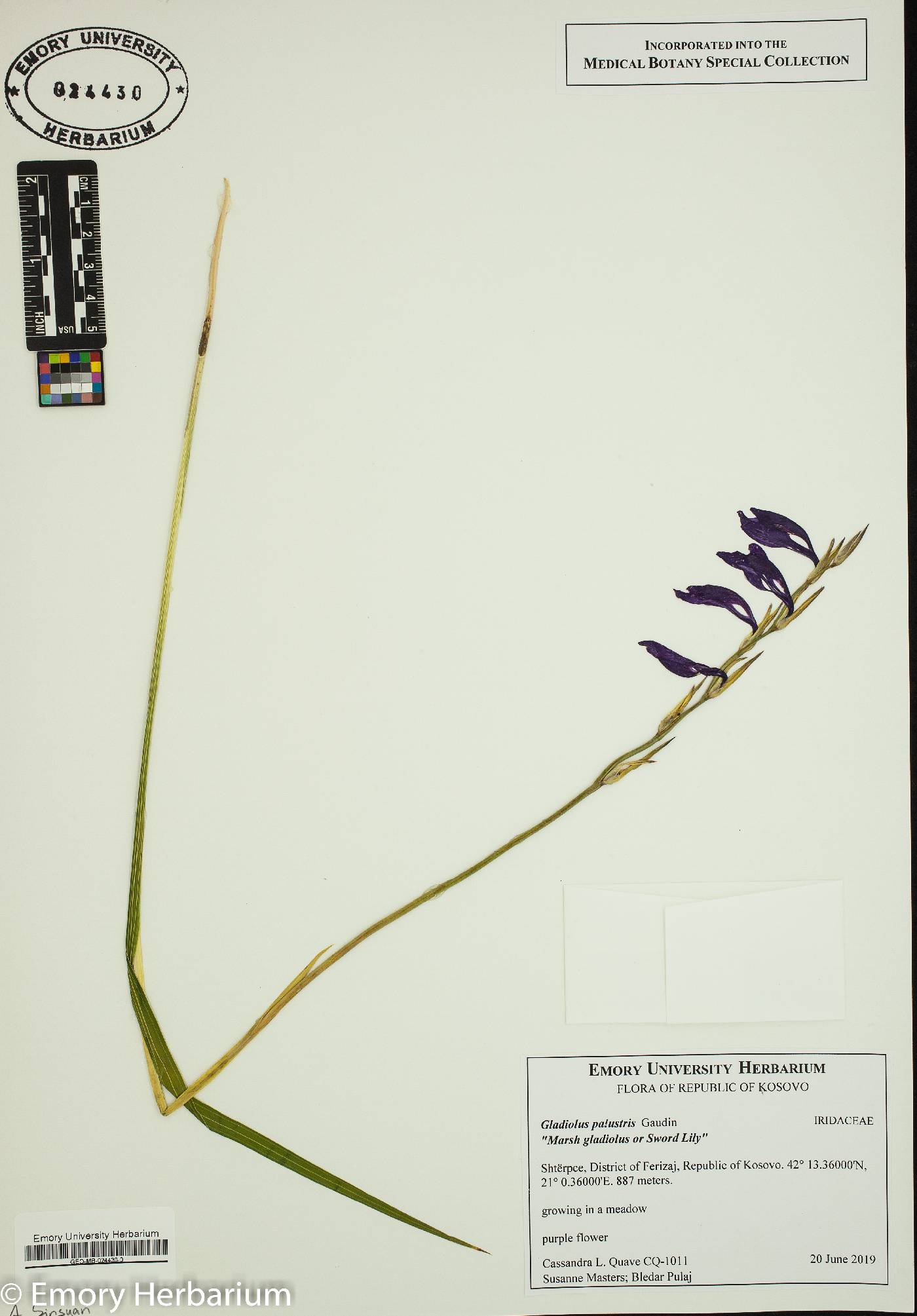 Gladiolus palustris image