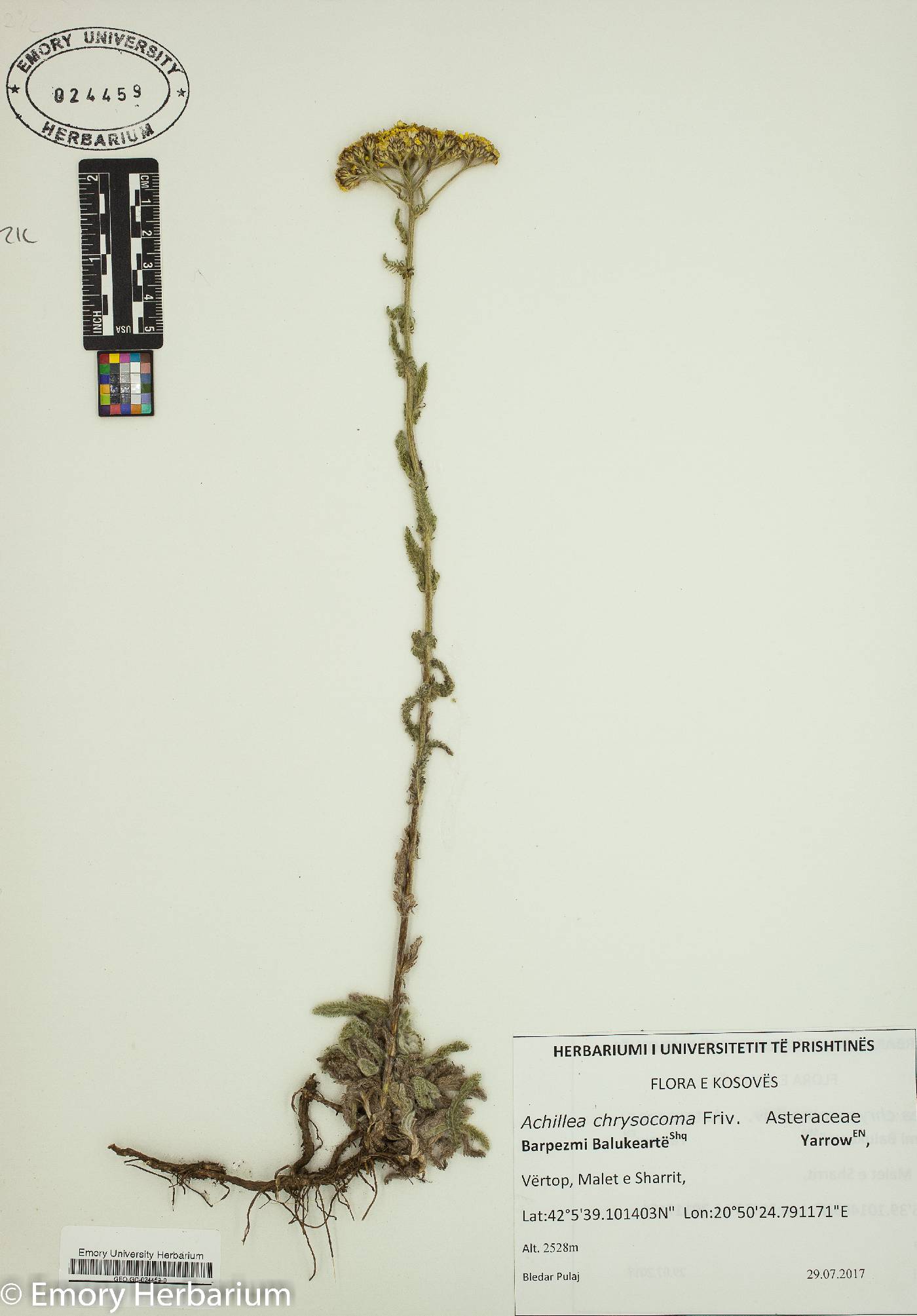 Achillea chrysocoma image