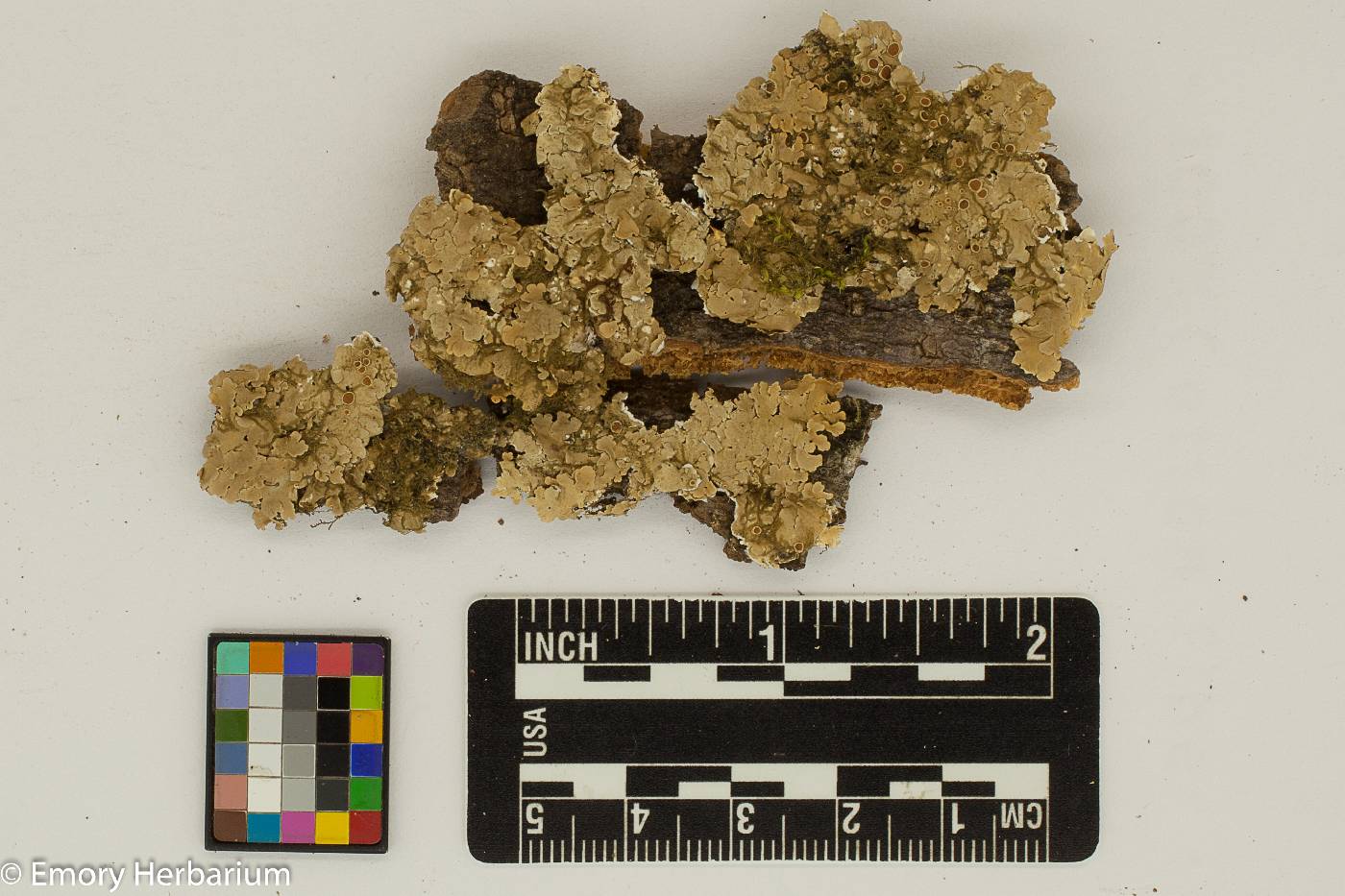 Pseudoparmelia uleana image