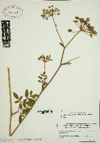 Angelica venenosa image