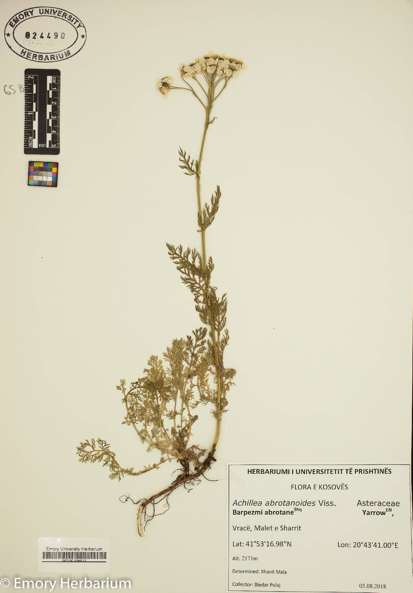 Achillea abrotanoides image