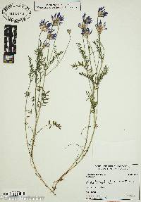 Astragalus onobrychis image