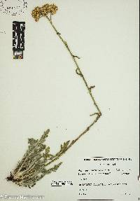 Image of Achillea holosericea