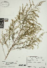 Eupatorium capillifolium image