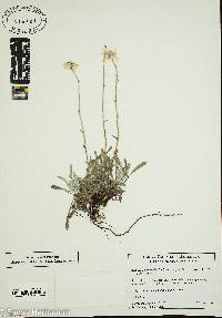 Achillea ageratifolia subsp. serbica image
