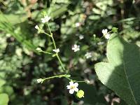 Euphorbia pubentissima image