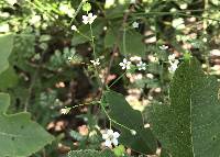 Euphorbia pubentissima image