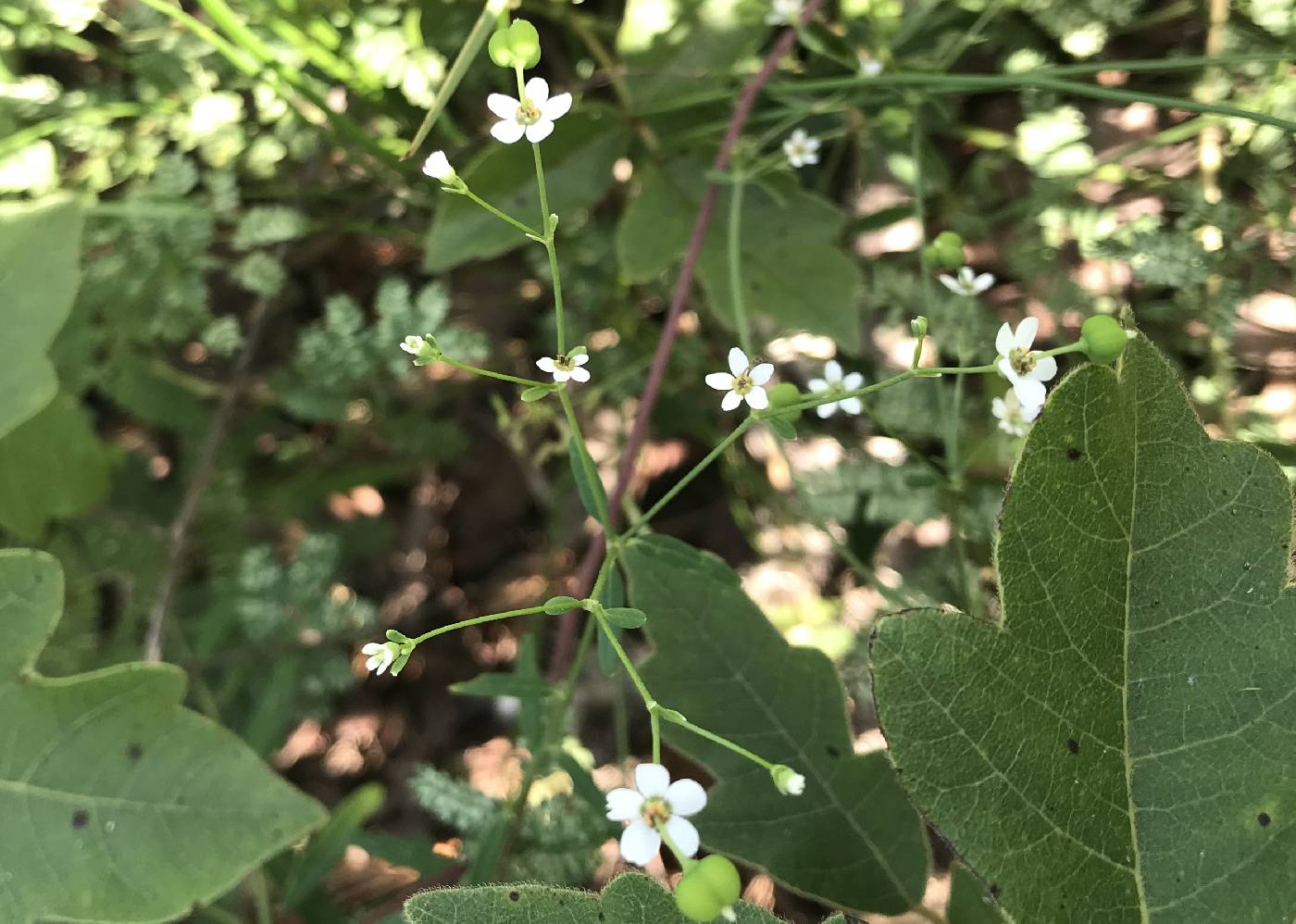 Euphorbia pubentissima image