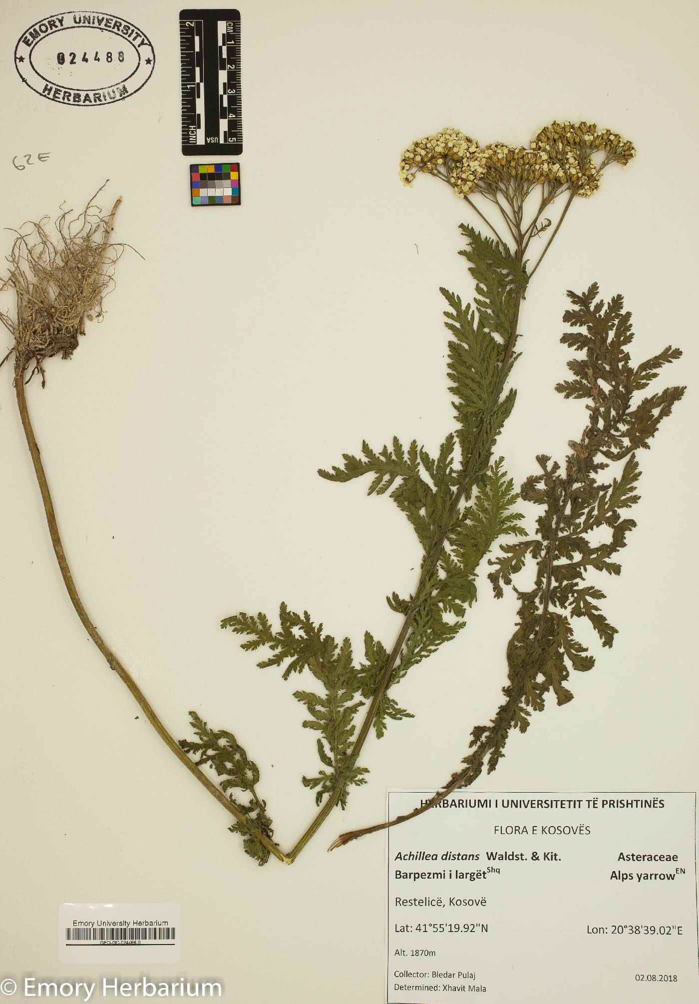 Achillea distans image