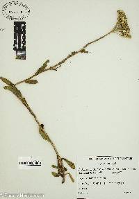 Achillea lingulata image