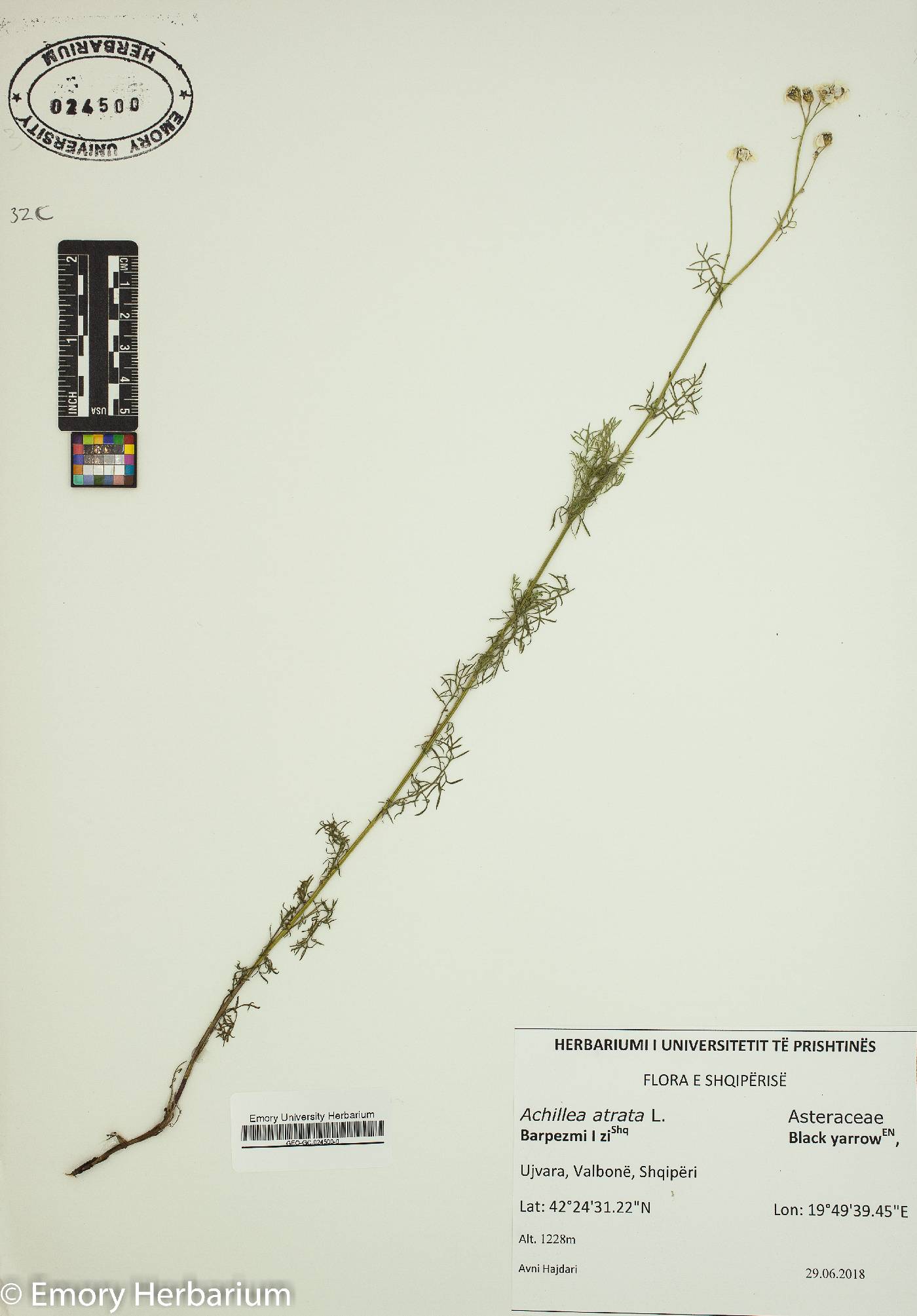 Achillea atrata image