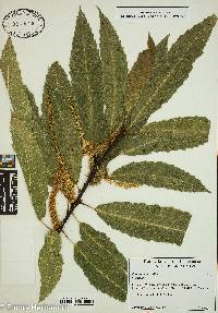 Castanea sativa image