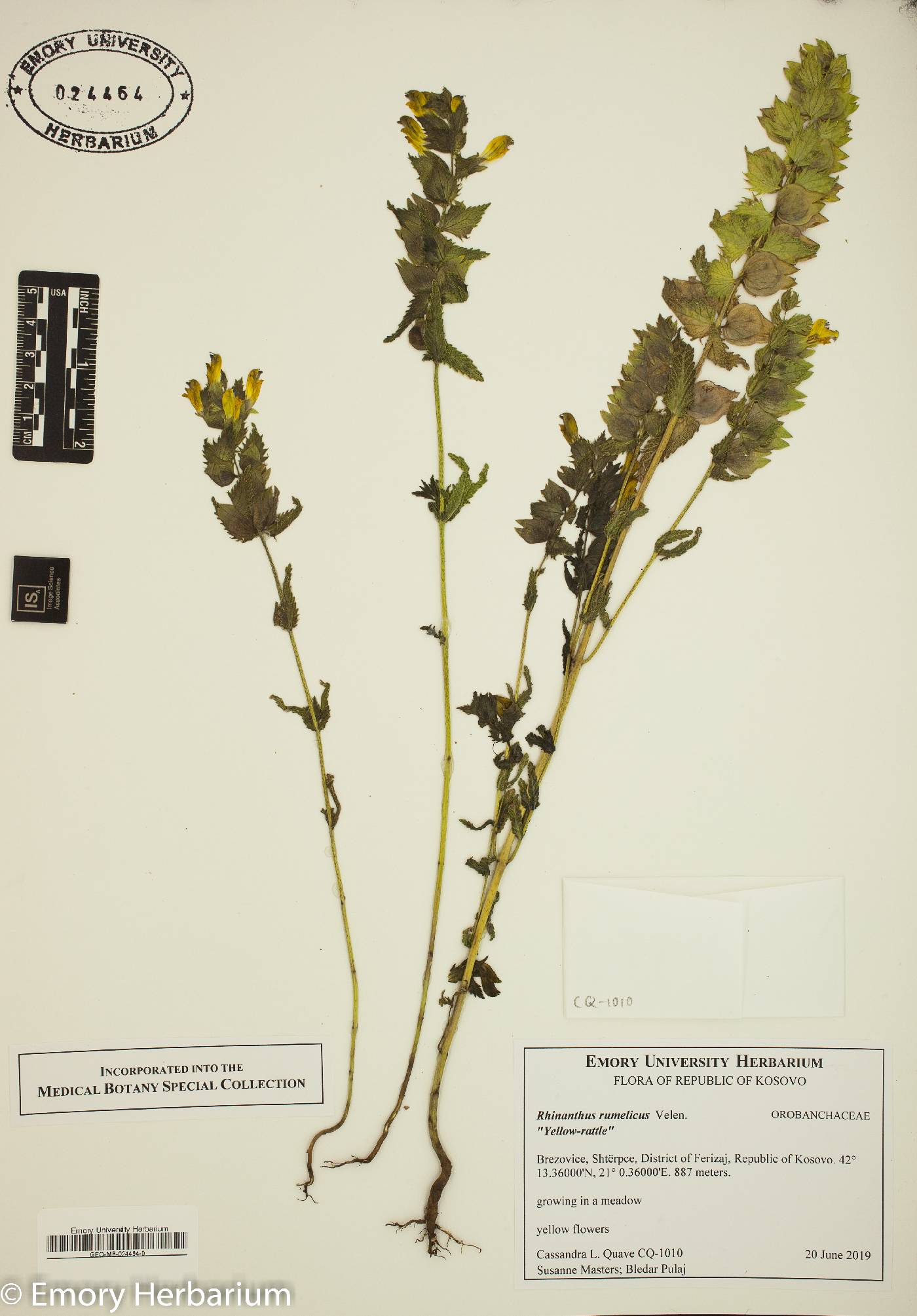 Rhinanthus rumelicus image