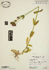 Centaurium erythraea image