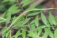 Amsonia tabernaemontana image