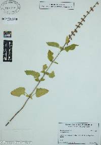 Teucrium chamaedrys image