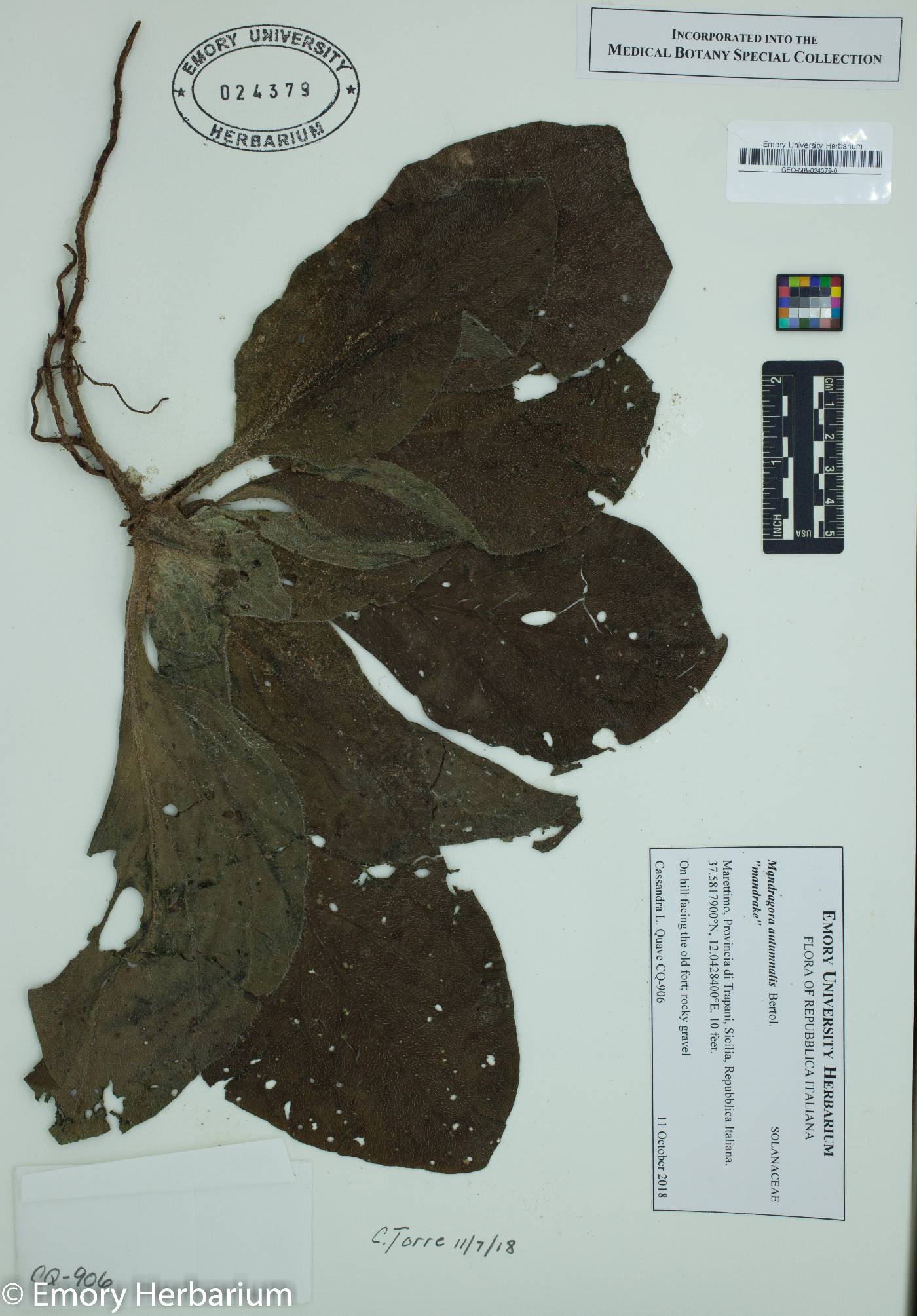 Mandragora autumnalis image