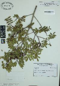 Pistacia lentiscus image