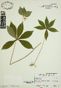 Medeola virginiana image