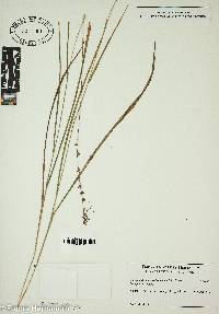 Chasmanthium sessiliflorum image