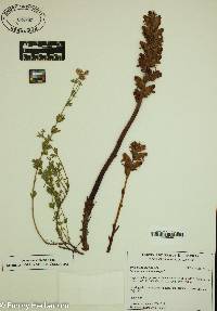 Orobanche gracilis image