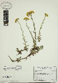 Achillea chrysocoma image