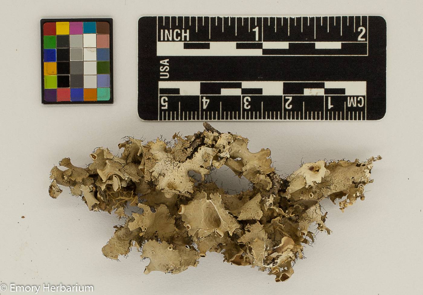 Parmotrema subrigidum image