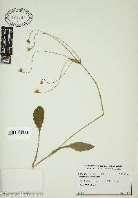 Krigia biflora image