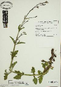 Verbena officinalis image