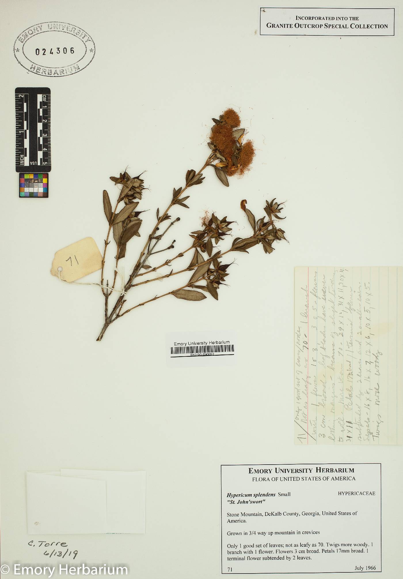 Hypericum splendens image