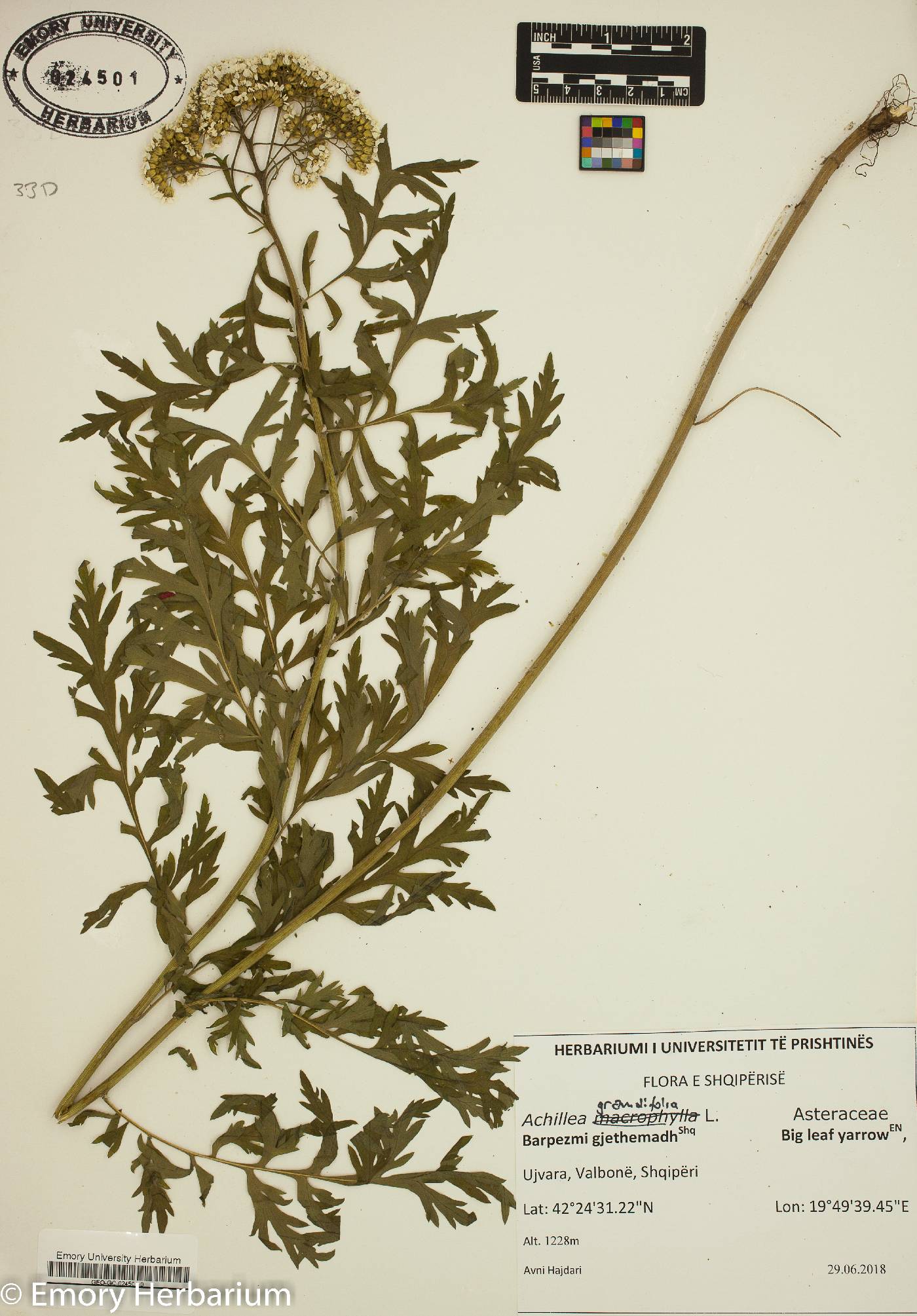 Achillea grandifolia image