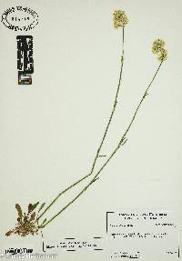 Silene sendtneri image