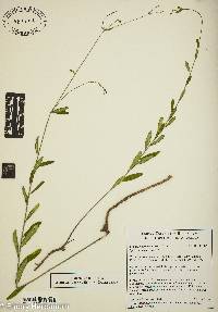 Euphorbia pubentissima image