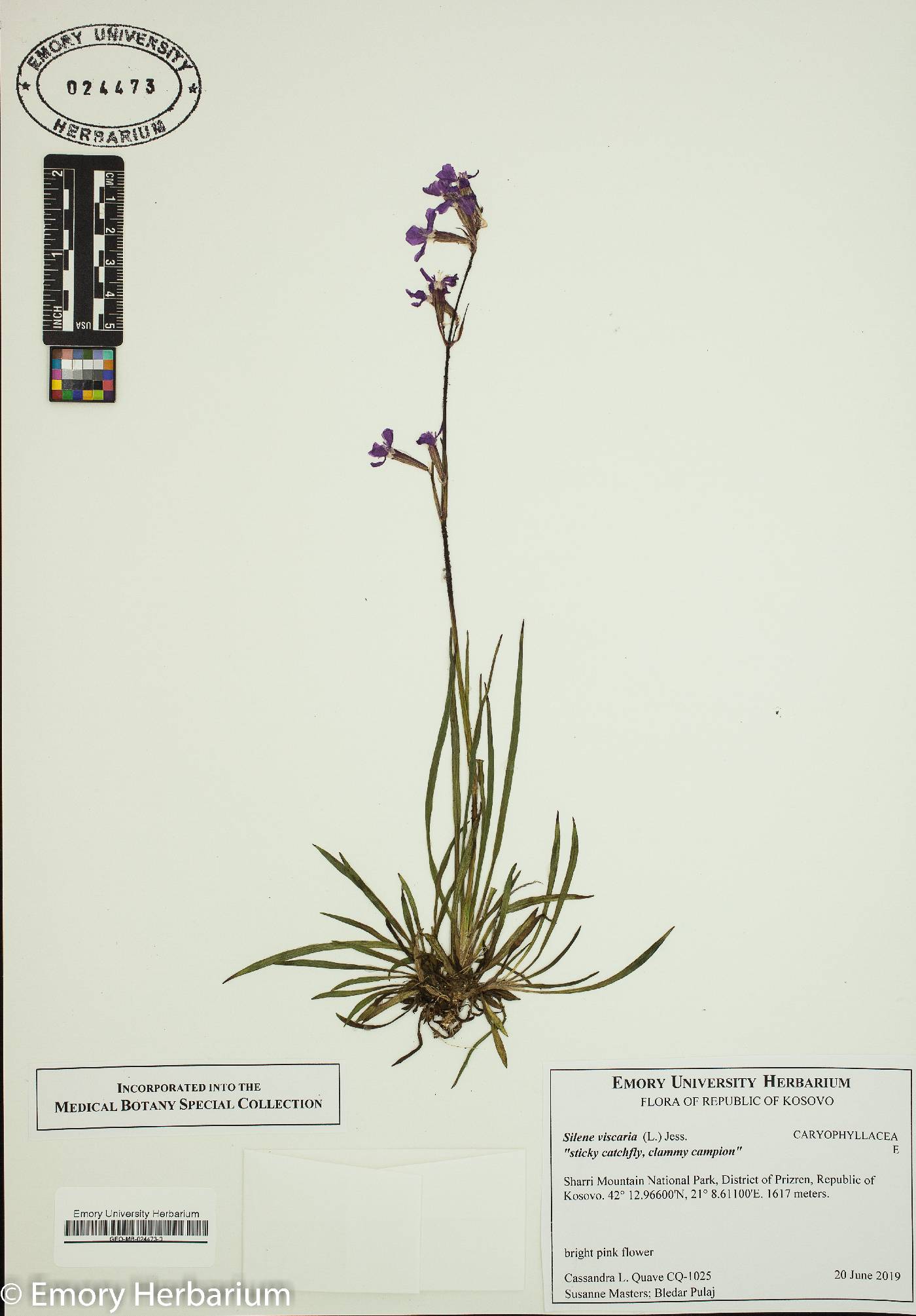Silene viscaria image