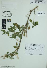 Solanum nigrum image