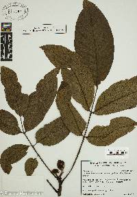 Juglans regia image