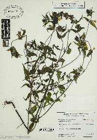 Melampyrum scardicum image