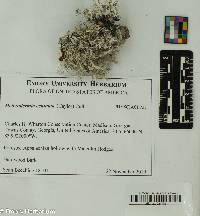 Image of Heterodermia echinata